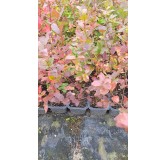Vaccinium corymbosum 'Duke' / Myrtillier Duke