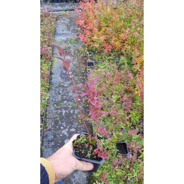 Vaccinium corymbosum 'Darrow' / Myrtillier Darrow