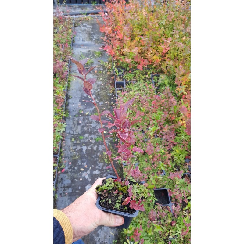 Vaccinium corymbosum 'Darrow' / Myrtillier Darrow Vaccinium corymbosum 'Darrow' / Myrtillier Darrow