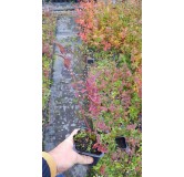 Vaccinium corymbosum 'Darrow' / Myrtillier Darrow