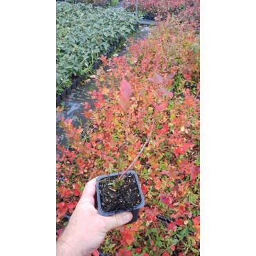 Vaccinium corymbosum 'Spartan' / Myrtillier Spartan