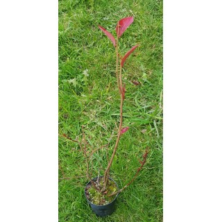 Vaccinium corymbosum 'Blue Gold' / Myrtillier Blue Gold
