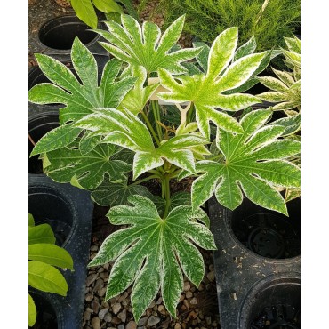 Fatsia japonica SPIDER'S WEBÂ® 'Tsumugi-shibori' / Aralie du Japon panachÃ©