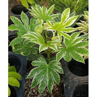Fatsia japonica SPIDER'S WEBÂ® 'Tsumugi-shibori' / Aralie du Japon panachÃ©