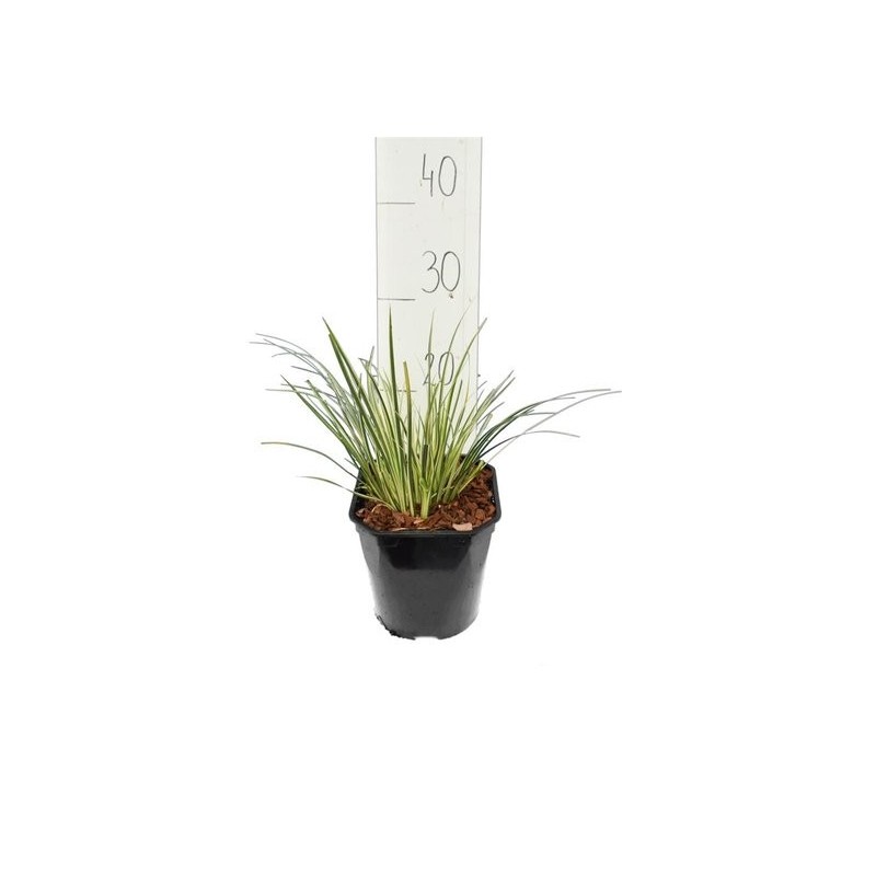 Plantes d'extérieur - acorus gramineus argenteostriatus - hauteur totale 30-40 cm - pot 2 ltr