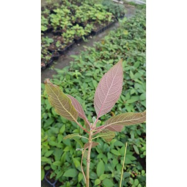 Hydrangea aspera 'Hot Chocolate'Â® / Hortensia Chocolat