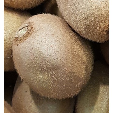 Actinidia deliciosa 'Solo'/ Kiwi 'Solo' (Autofertile)