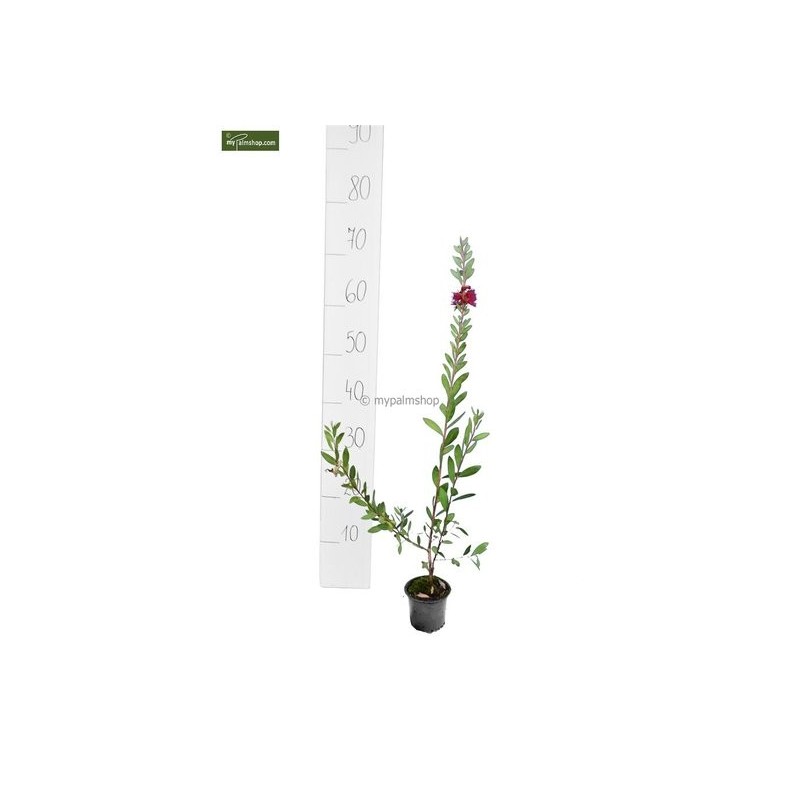 Plantes d'extérieur - callistemon laevis pot ø 30 cm