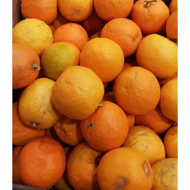 Citrus aurantium L. (De semis) / Bigarade Maroc SG