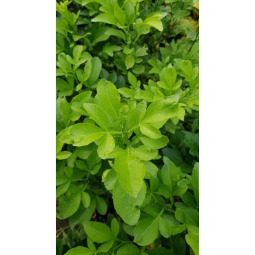 Citrumelo Swingle (De semis) / Citrumelo 4475 / Conteneur de 1 à 1.9 litres / Agrume