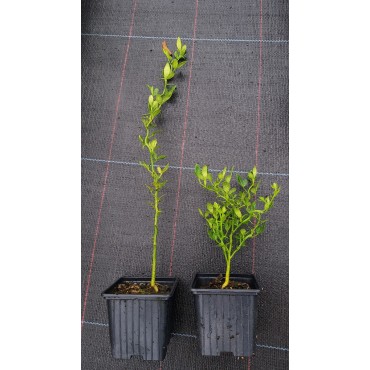 Poncirus trifoliata 'Flying Dragon' / Orange trifoliÃ©e naine 'Flying Dragon'