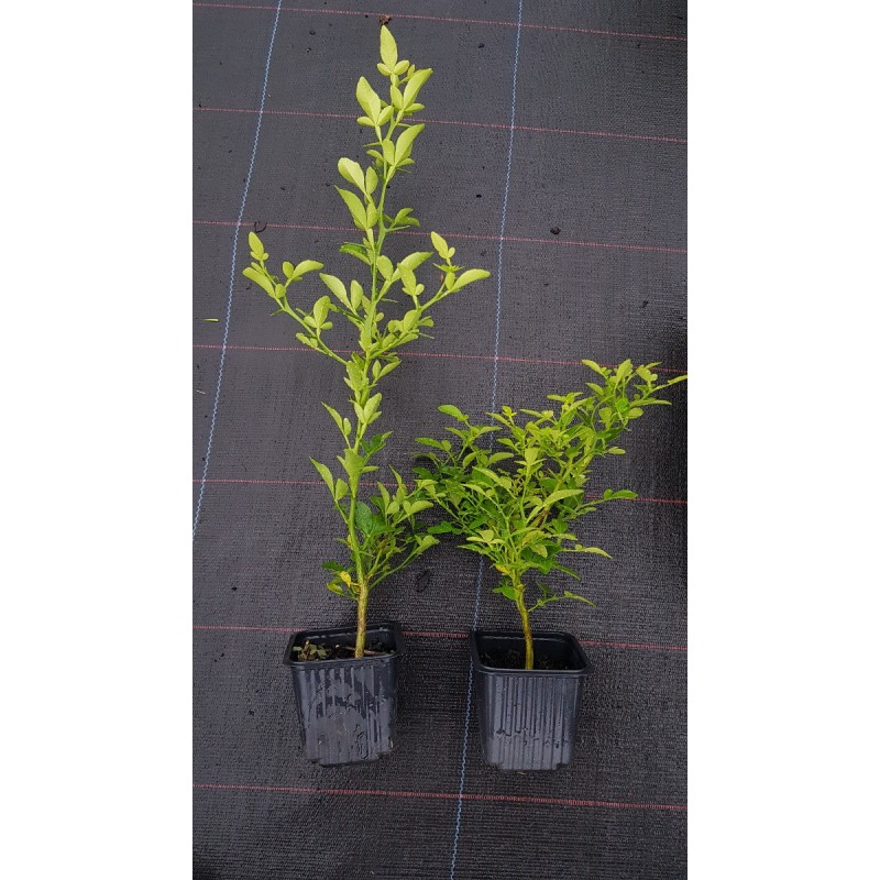 Citrus paradisi Macf. X Poncirus trifoliata (L.) Raf. / Citrumelo 1452