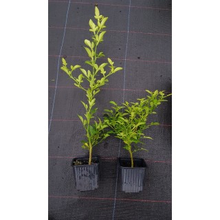 Citrus paradisi Macf. X Poncirus trifoliata (L.) Raf. / Citrumelo 1452