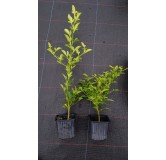 Citrus paradisi Macf. X Poncirus trifoliata (L.) Raf. / Citrumelo 1452