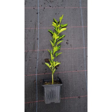 Citrumelo Sacaton (De semis) / Godet / Agrume