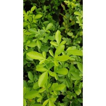 Citrus sinensis 'Washington' x Poncirus trifoliata (De semis) / Citrange Carrizo