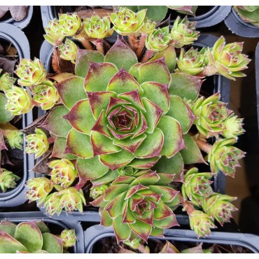 Sempervivum COLLECTION DU POITOU 'Lusignan'