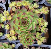 Sempervivum COLLECTION DU POITOU 'Lusignan'
