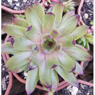 Sempervivum 'Leon Yellow'
