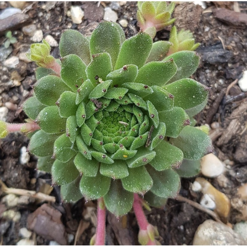 Sempervivum 'Zobra' Sempervivum 'Zobra'
