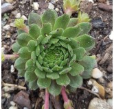 Sempervivum 'Zobra'