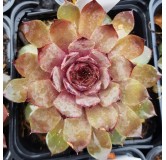 Sempervivum 'Zulay'