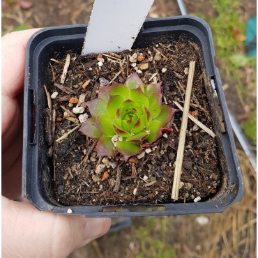 Sempervivum 'Orange Glow'