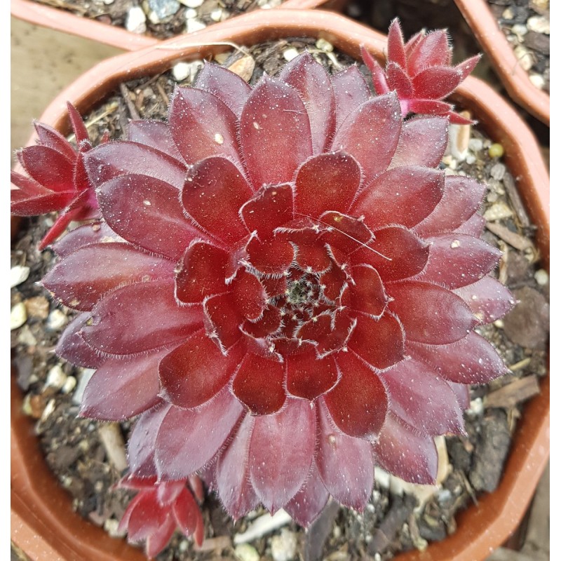 Sempervivum 'Flasher' Sempervivum 'Flasher'