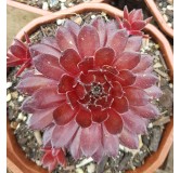 Sempervivum 'Flasher'