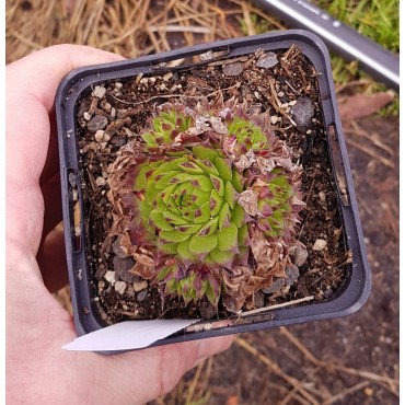 Jovibarba x nixonii 'Feuerrad'