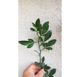Citrus Forner AlcaideÂ® 5 / Agrume Hybride FA5Â®