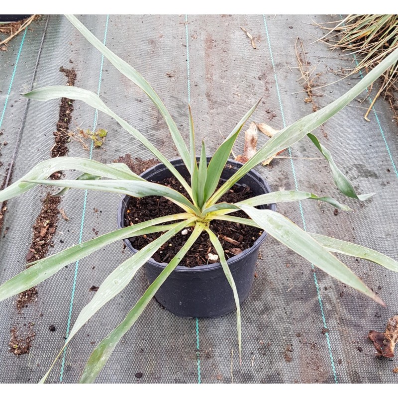 Yucca 'Silver Anniversary' Yucca 'Silver Anniversary'