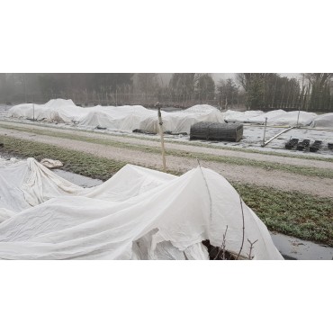 Voile d'hivernage DALTEX 10.50m de largeur (Non TissÃ© 30gr/mÂ²) / Longueur Ã  la coupe par multiple de 10m