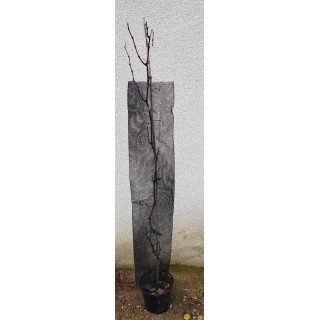 Manchon Anti Gibier Noir Ã¸ 14cm H 120cm 85g/mÂ²