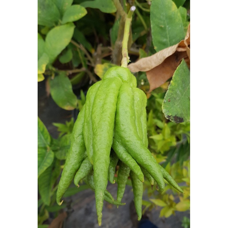 Citrus medica 'Digitata' greffÃ© sur Volkameriana / CÃ©dratier Main de Bouddha