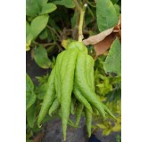 Citrus medica 'Digitata' greffÃ© sur Volkameriana / CÃ©dratier Main de Bouddha