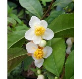 Camellia sinensis / ThÃ©ier sauvage