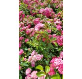Rosa 'The Fairy Rose' / Rosier Couvre-sol 'The Fairy Rose'