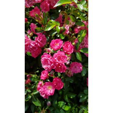 Rosa 'Pretty Fairy' / Rosier Couvre-sol 'Pretty Fairy'