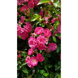 Rosa 'Pretty Fairy' / Rosier Couvre-sol 'Pretty Fairy'