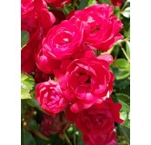 Rosa 'The Fairy Rood' / Rosier Couvre-sol 'Fairy Rood'