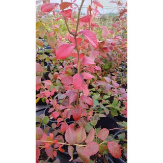 Vaccinium corymbosum 'Meader' / Myrtillier Meader