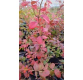 Vaccinium corymbosum 'Meader' / Myrtillier Meader