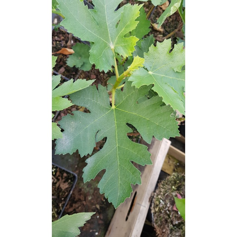 Ficus johannis subsp. afghanistanica / Figuier afghan Ficus johannis subsp. afghanistanica / Figuier afghan