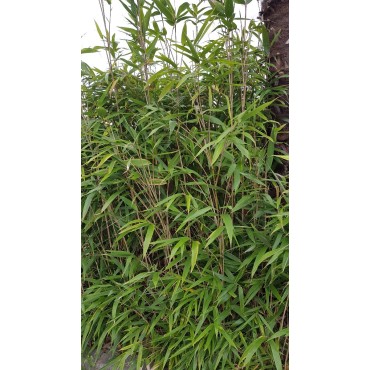 Pseudosasa japonica / Bambou MÃ©takÃ©