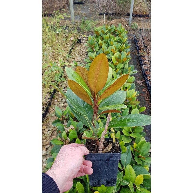 Magnolia grandiflora 'FranÃ§ois Treyve' / Magnolia d'Ã©tÃ© 'FranÃ§ois Treyve'