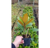 Magnolia grandiflora 'FranÃ§ois Treyve' / Magnolia d'Ã©tÃ© 'FranÃ§ois Treyve'