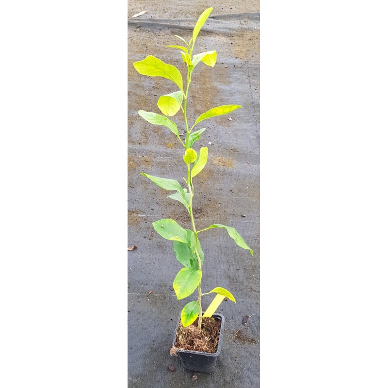 Citrus volkameriana (De semis) / Citron Volkamer Citrus volkameriana (De semis) / Citron Volkamer