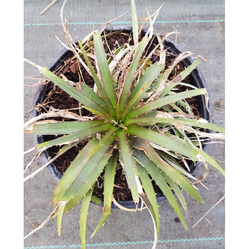 Dyckia 'Burgundy Ice M1' Dyckia 'Burgundy Ice M1'