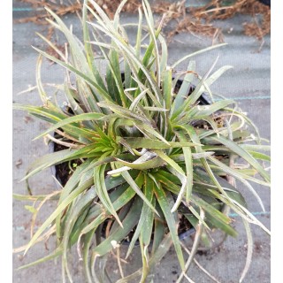 Dyckia 'Green Inermis'